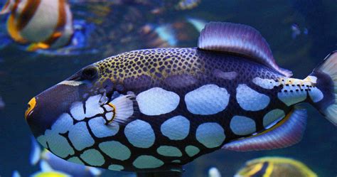 fish video|Free Fish Videos: 4K & HD .